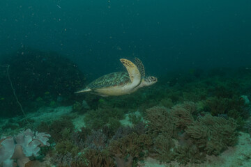 Hawksbill sea turtle at the Sea of the Philippines
