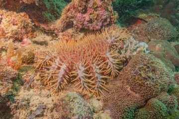 Coral reef and water plants at the Sea of the Philippines
