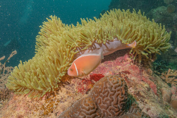 Coral reef and water plants at the Sea of the Philippines
