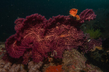 Coral reef and water plants at the Sea of the Philippines
