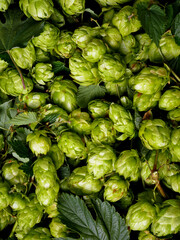Hops - cones and leaves. Plant with anticancer, sedative, antifungal properties. Excellent as a...