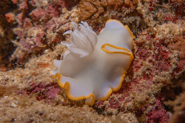 Sea slug at the Sea of the Philippines

