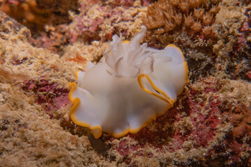 Sea slug at the Sea of the Philippines
