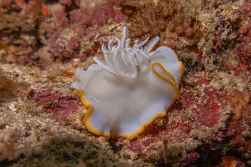 Sea slug at the Sea of the Philippines
