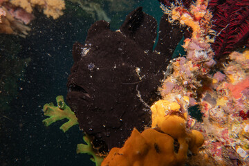 Fish swim at the Sea of the Philippines
