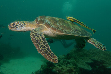 Hawksbill sea turtle at the Sea of the Philippines
