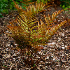 Closeup of the copper red new leaf growth of the Japanese Shield Fern  garden plant Dryopteris erythrosora prolifica. © joe