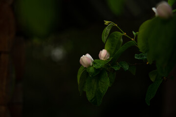 a tree blooming in the rain, flowers with water droplets