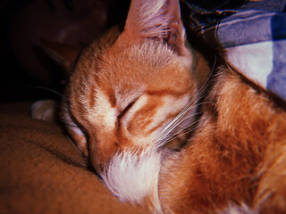 Cute ginger cat lying in bed near human. Orange white kitty sleeping on blanket. Film grain texture. Soft focus. Blur