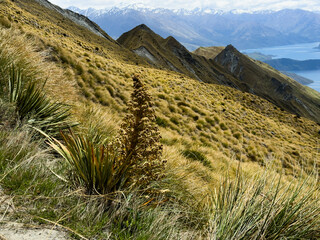 Roys Peak track, Wanaka, New Zealand