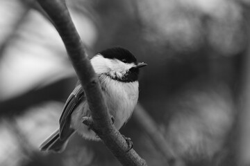 Fototapeta premium La Plaine 1 Mars 2024