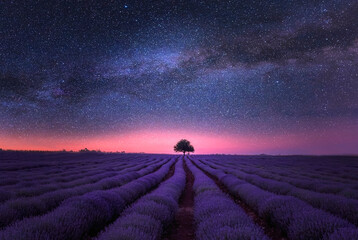 milky way over the field