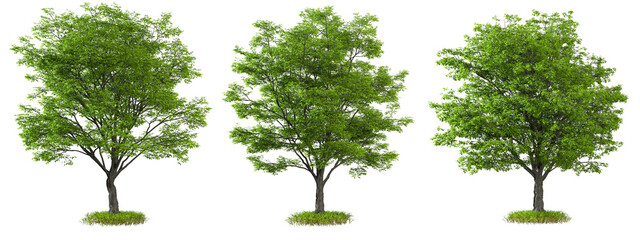 Realistic 3d render green tree foreground
