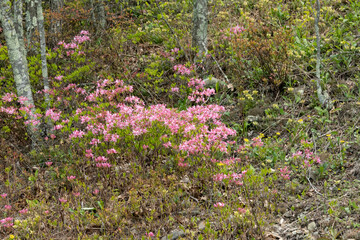 Early azaleas in bloom at the Crimora Lake overlook