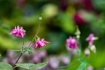 Obraz premium .Foto: Ulrich Perrey