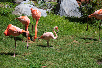 Flamboyant colors of flamingo feeding in the sun