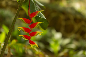 Flor da tailândia heliconia rostrata também conhecida como garra de lagosta pendurada ou pássaro...
