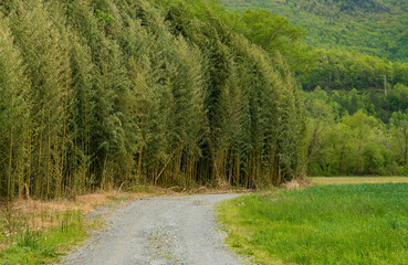 Colony of bamboo growing at the edge of the field