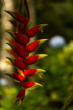 Flor da tail&acirc;ndia heliconia rostrata tamb&eacute;m conhecida como garra de lagosta pendurada ou p&aacute;ssaro falso do para&iacute;so.