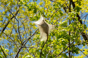 Forest tent caterpilar on alder branches in Shenandoah National Park