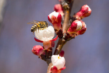 Cherry blossom branch and bee collecting nectar, selective focus. Beautiful background blur - 749028503