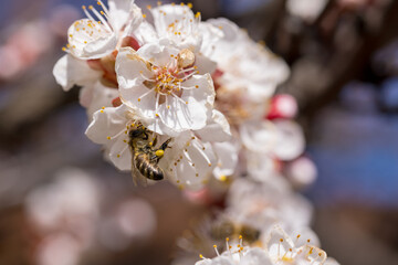 Bees collect nectar from cherry blossoms. Selective focus, beautiful background blur - 749028529