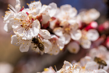 Cherry blossom branch and bee collecting nectar, selective focus. Beautiful background blur - 749028541