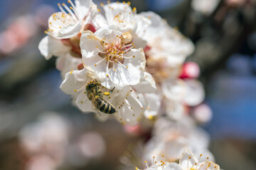 Bees collect nectar from cherry blossoms. Selective focus, beautiful background blur - 749028582