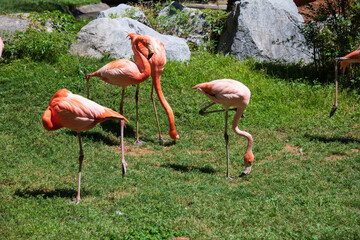 Flamboyant colors of flamingo feeding in the sun
