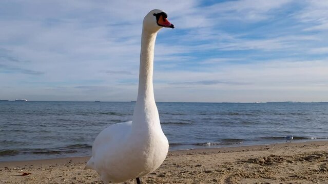 white swan stands on the shore of the Baltic Sea. Sopot, Poland