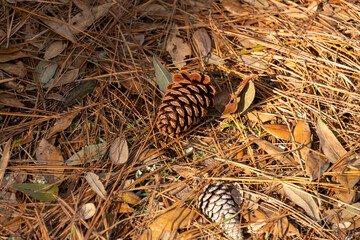 Pine cones on a carpet of needles