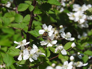 Eastern carpenter bee pollinating the white springtime blossoms of a common blackberry bush. Prime...
