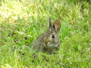 A young eastern cottontail rabbit with a tick in its ear. Prime Hook National Wildlife Refuge, Sussex County, Delaware. 