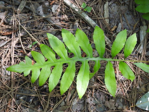 Netted chain fern leaf, woodwardia areolata, growing wild in Sussex County, Delaware. 