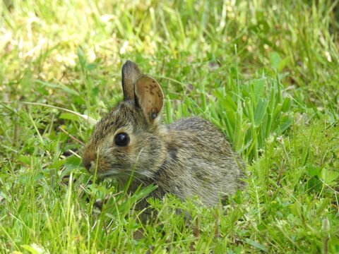 A young eastern cottontail rabbit with a tick in its ear. Prime Hook National Wildlife Refuge, Sussex County, Delaware. 