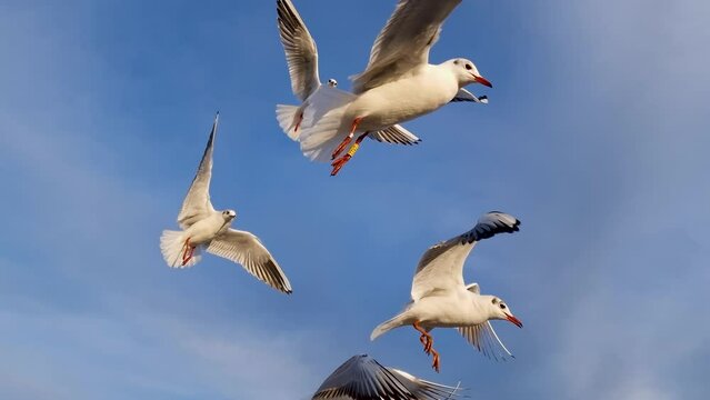 seagulls soaring against the backdrop of a blue sky. feeding birds in winter. natural sound