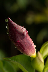 Alamanda é um flor de uma planta trepadeira muito usada para formar cercas vivas. 