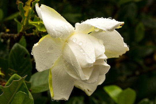 Flor de cor branca com pétalas grandes e molhadas com gotas de água de chuva. 