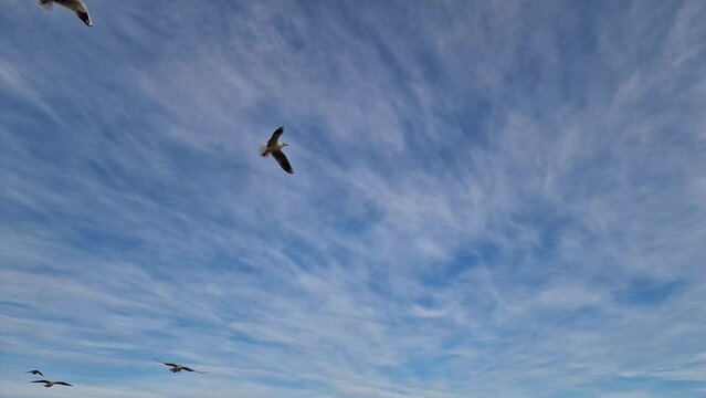 seagulls soaring against the backdrop of a blue sky. natural sound