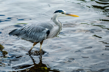 A heron gracefully wading through shallow waters