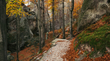 Winding path through deciduous autumn forest, covered fallen leaves