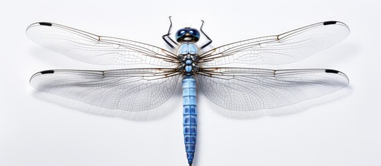 A blue dragonfly of the Platycnemis pennipes species is perched on top of a white surface. Its intricate wings and delicate white legs are prominently displayed against the clean backdrop.