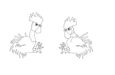 Rooster, colouring book page uncolored