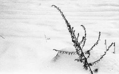 branch poking out of the snow in winter