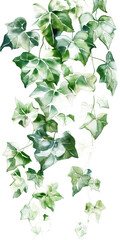 Watercolor Ivy Vines - Transparent Background Illustration