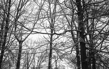 tree branches covered with snow after the snow storm in winter in black and white