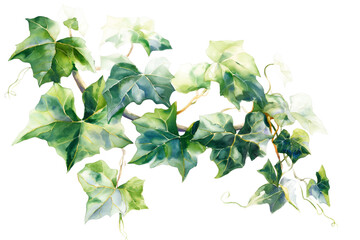 Watercolor Ivy Illustration with Transparent Background - Royalty-Free