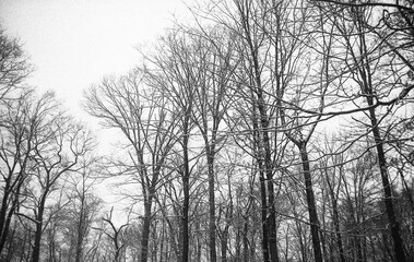 trees covered with snow after the snow storm in winter in black and white