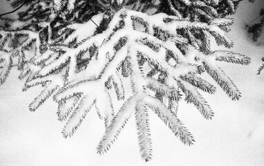 fir tree branches covered with snow after the snow storm in winter