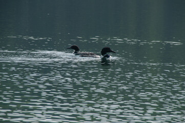 Loons Swimming and fishing on Days Lake